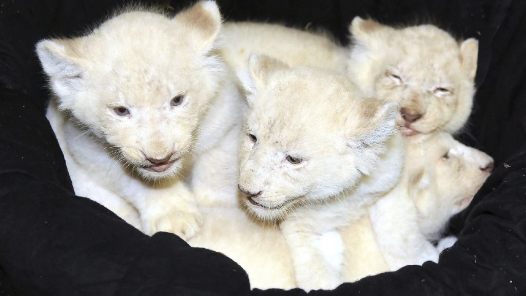 Rare white lion cubs on the prowl at Magdeburg Zoo
