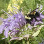 Trump administration delays listing bumblebee as endangered