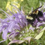 Group sues feds for delaying bumblebee's endangered listing