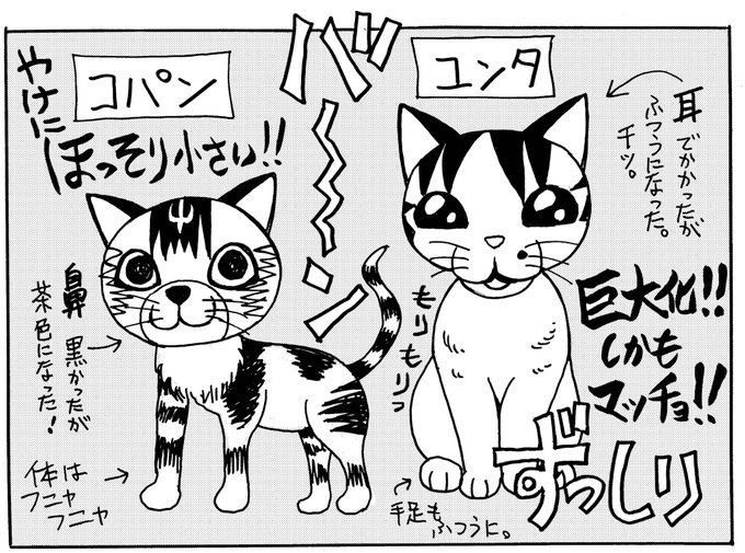 「魔法陣グルグル2」6巻のおまけマンガにあるとおり、猫は衛藤先生の愛猫ユンタくんです。のんきで愉快な人懐っこい白のサバト 「魔法陣グルグル2」6巻のおまけマンガにあるとおり、猫は衛藤先生の愛猫ユンタくんです。のんきで愉快な人懐っこい白のサバト