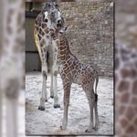 Giraffe gives birth at Maryland Zoo in Baltimore