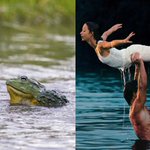 Two bullfrogs recreate the iconic Dirty Dancing lift to prove no frog should be put in the corner Two bullfrogs recreate the iconic Dirty Dancing lift to prove no frog should be put in the corner