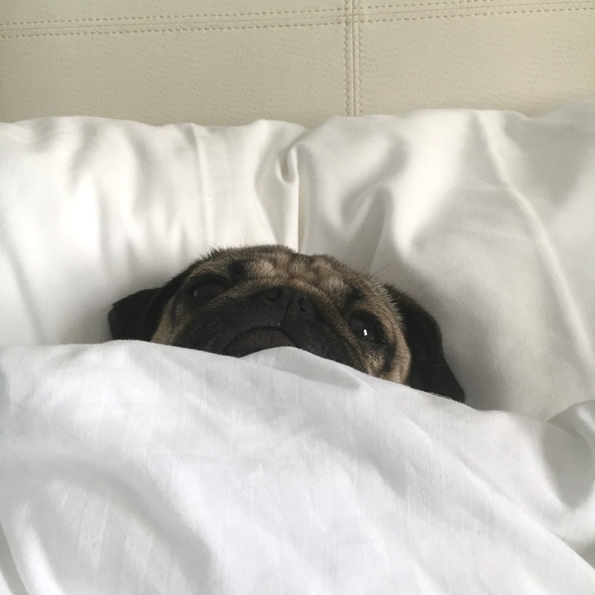 RT @itsdougthepug: Happy #nationalnappingday aka everyday for me https://t.co/Ca4dwjzu2g