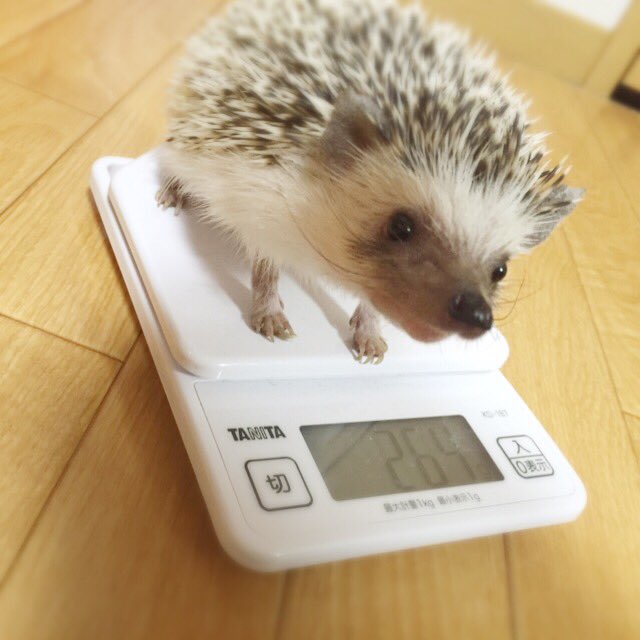 うちの松太郎くんは、体重が一向に増えません…むしろ一時期より減ってて心配です💦フードもいろいろ工夫してみて、食べないこと うちの松太郎くんは、体重が一向に増えません…むしろ一時期より減ってて心配です💦フードもいろいろ工夫してみて、食べないこと