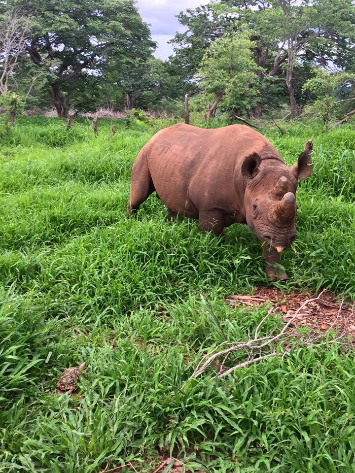 RT @IAPF: Happy #WorldWildlifeDay to the turtle that was photobombed by our rhino. https://t.co/pVVvi4h7Kr https://t.co/wTKUUDOJQL