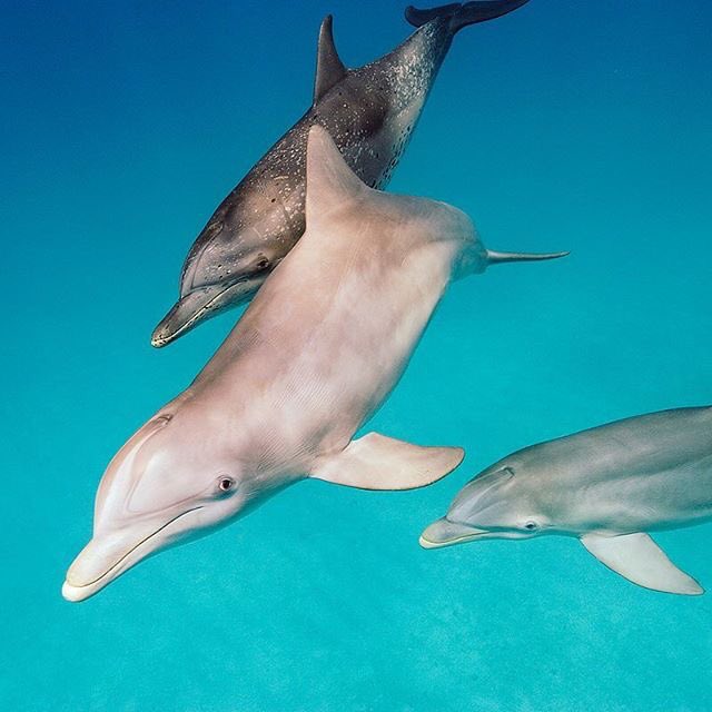 Love dolphins...they're so beautiful and fascinating ???????? https://t.co/7ufko61ZUQ https://t.co/afVhjPmdFj