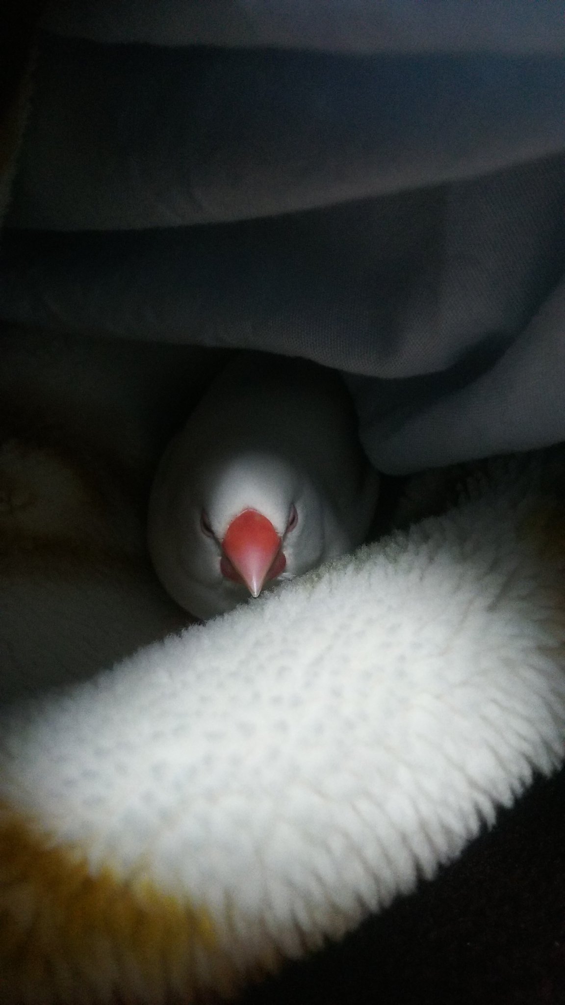 文鳥 In オフトゥン W スヤァ な半目文鳥