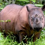 Poachers broke into a French zoo to kill a 5-year-old rhinoceros for its horn