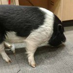 This Michigan pig walked to Home Depot after wind blew down his fence