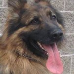 Hillsboro police K-9 Odie euthanized after battle with cancer
