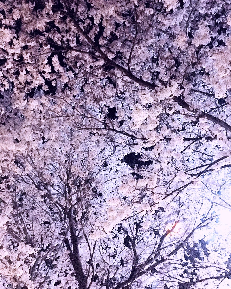 벚꽃 엔딩 봄이 버스커버스커 노래가 슬슬 로페즈 들으면 taengguri