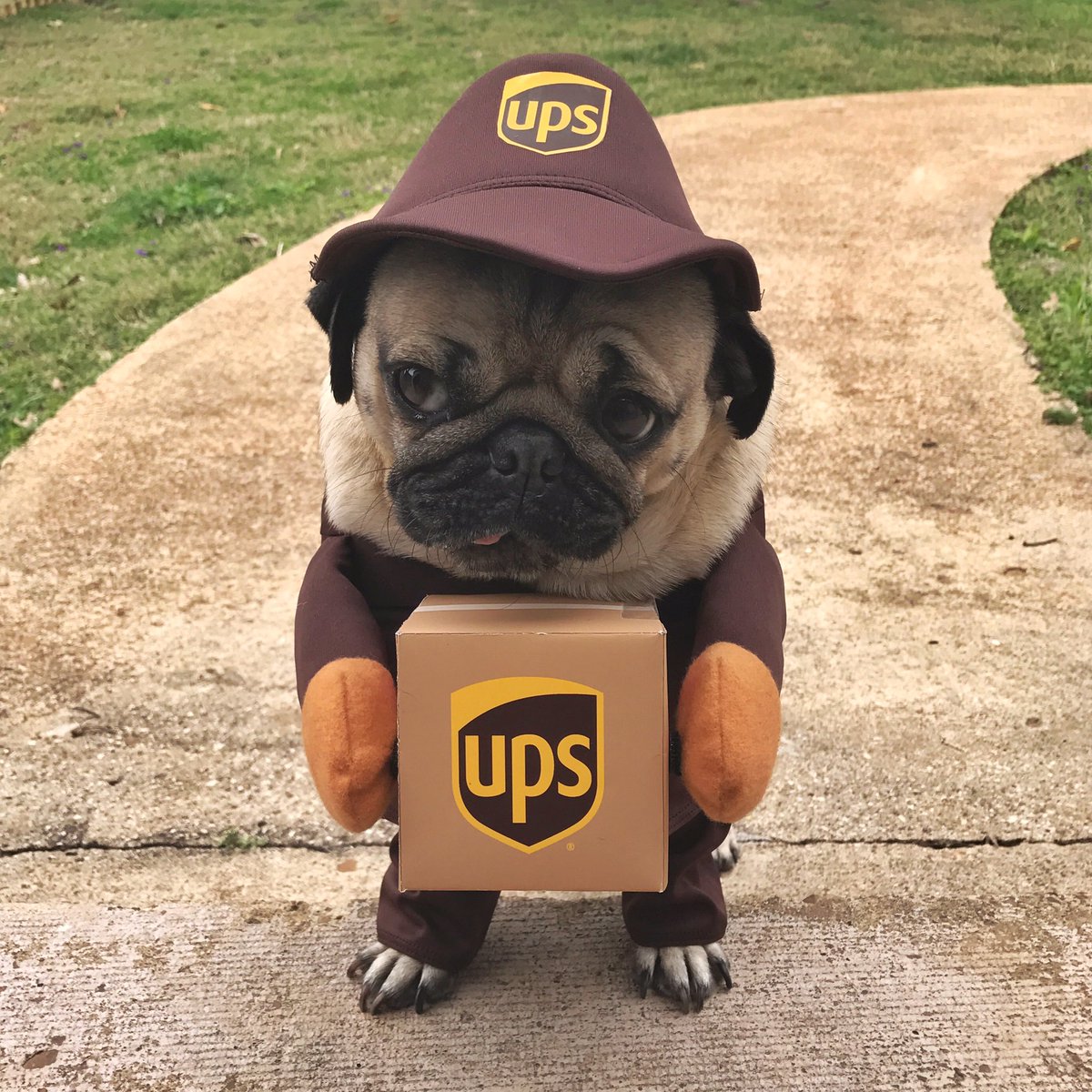 pug of the day ten pics of doug the pug that will make your day much better cus pug of the day ten pics of doug the pug that will make your day much better cus
