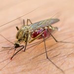 Limpopo on high alert as Botswana issues Malaria warning Limpopo on high alert as Botswana issues Malaria warning