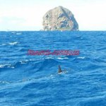 Un requin-marteau aperçu au large du Diamant Un requin-marteau aperçu au large du Diamant