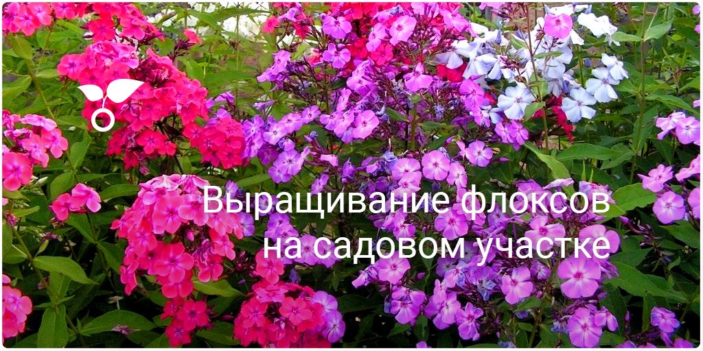 Цветы флоксы посадка и уход Цветы флоксы посадка и уход