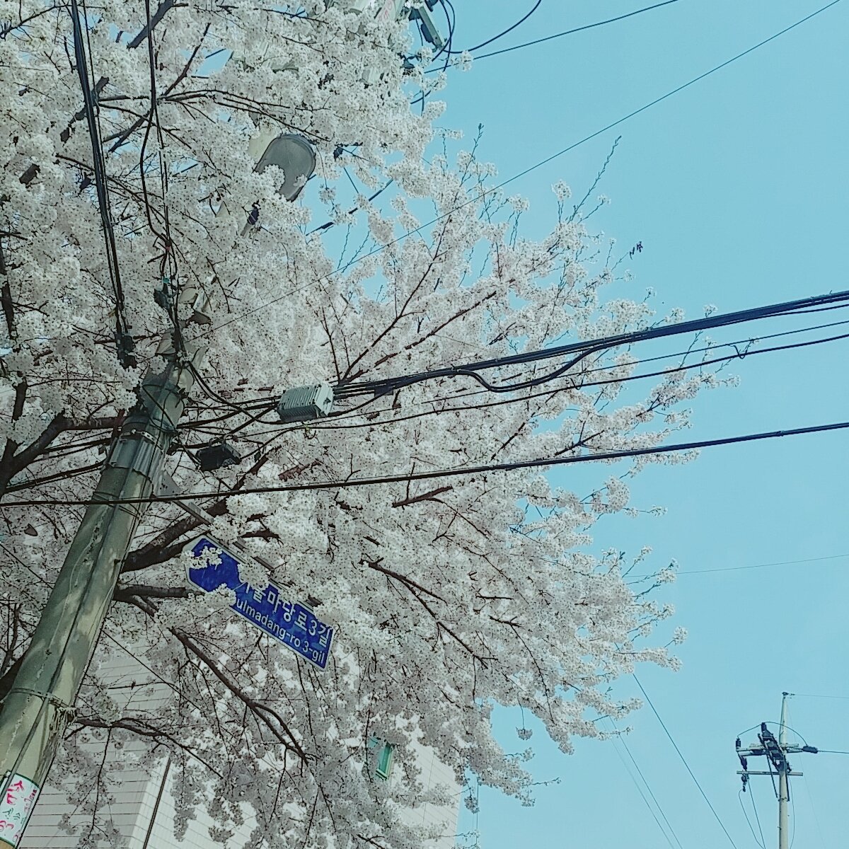 봄날 따뜻한 방탄소년단 벚꽃 날씨 BTS 화창한 9_carrot_bts