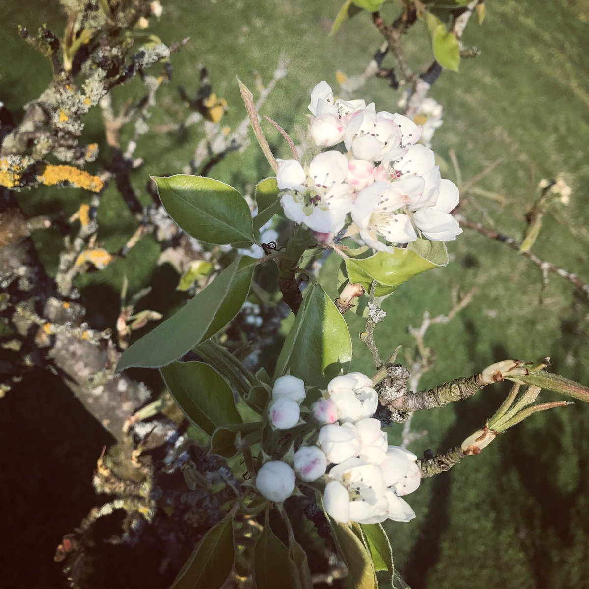 Our Orchard is starting to Bloom ???? https://t.co/qqBGYYSDaF
