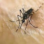 Officials monitor yellow fever outbreak in Brazil Officials monitor yellow fever outbreak in Brazil