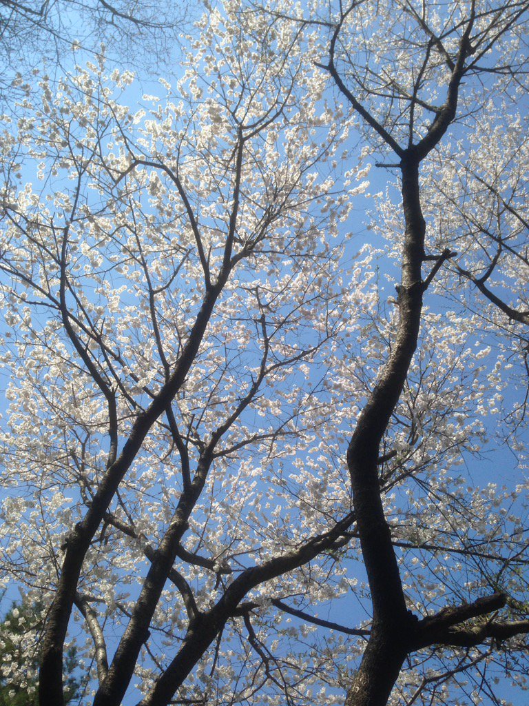 봄 벚꽃 사진 사람 따뜻한 기분 날이 kyoungtae_kim