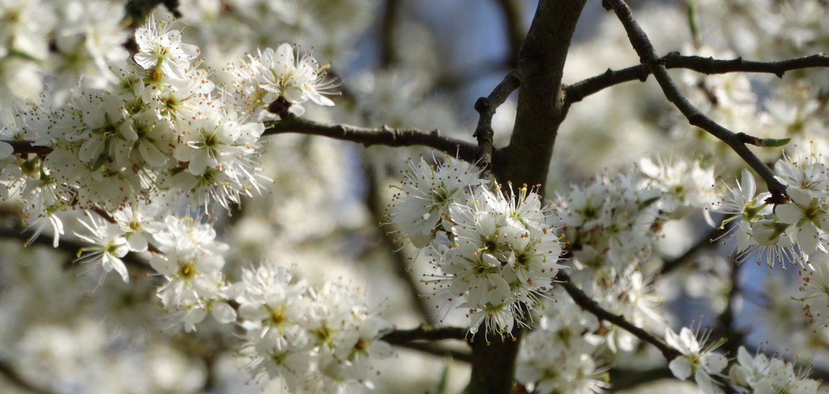 #lente