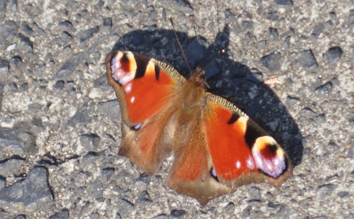 #lente