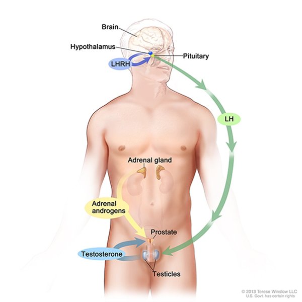 Does sex decrease chances of prostate cancer