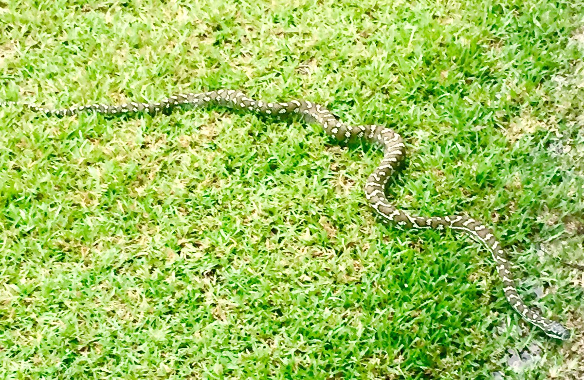 Yesterday's visitor. Bored with the rain , looking for companionship #carpetpython https://t.co/ChDkWW0iI8