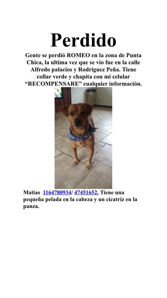 Por favor RT ???????? buscamos a Romeo https://t.co/bNZwj1nJ4d