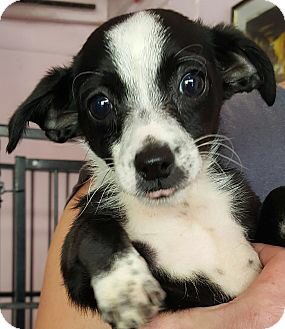 RT @WhadupDogg: Getting rescued and finding a great home! ???? https://t.co/tJUzFgzfRi ????#WhatSanctuaryMeansToMe https://t.co/VOeVHF13Xz
