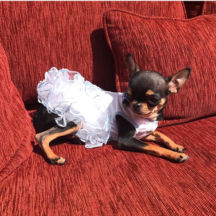 My lil love bug @XDiamondBaby #Killingit in her tutu. ❤ Love my @HiltonPets ???? https://t.co/cFn5ndilLi