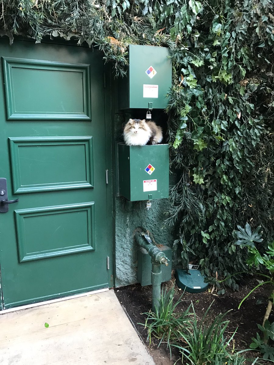 Mindi_Stone: There are cats at the #Magentoimagine #imaginecats https://t.co/bBXBsnWykP