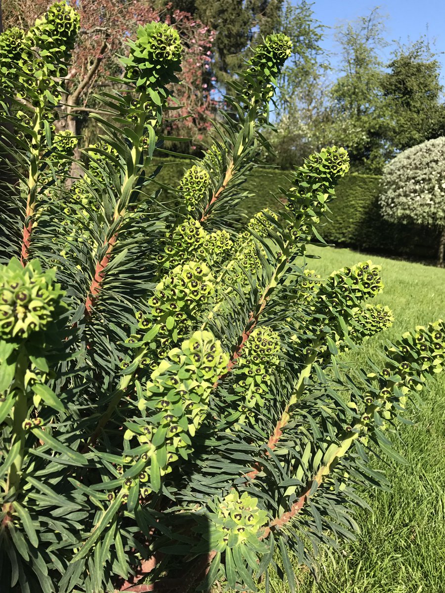 Wow look at this Euphorbia!! I planted it 3 Years ago and it now looks amazing ???????????? https://t.co/lYB9MHaNFX