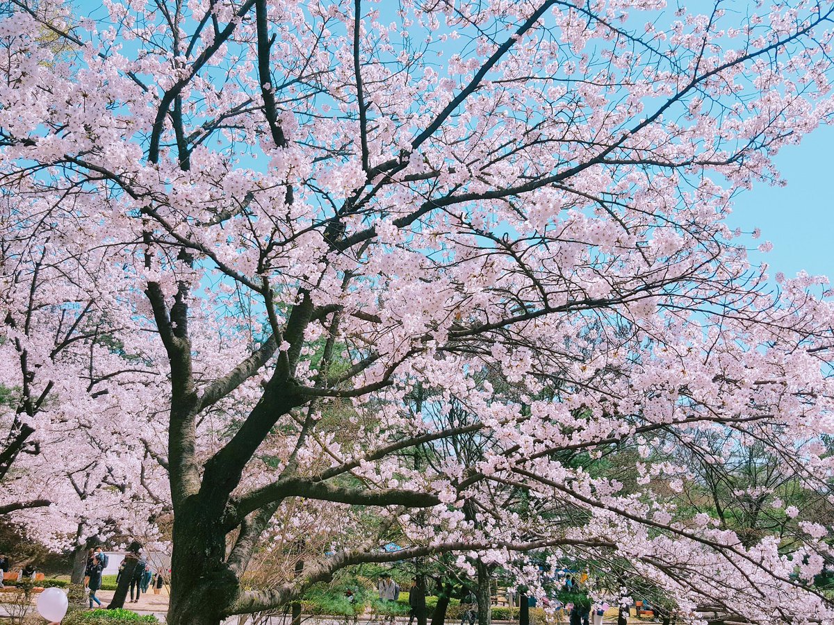봄 벚꽃 사진 사람 따뜻한 기분 날이 MyB_4