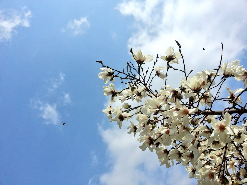 봄 벚꽃 사진 사람 따뜻한 기분 날이 DigimonTales