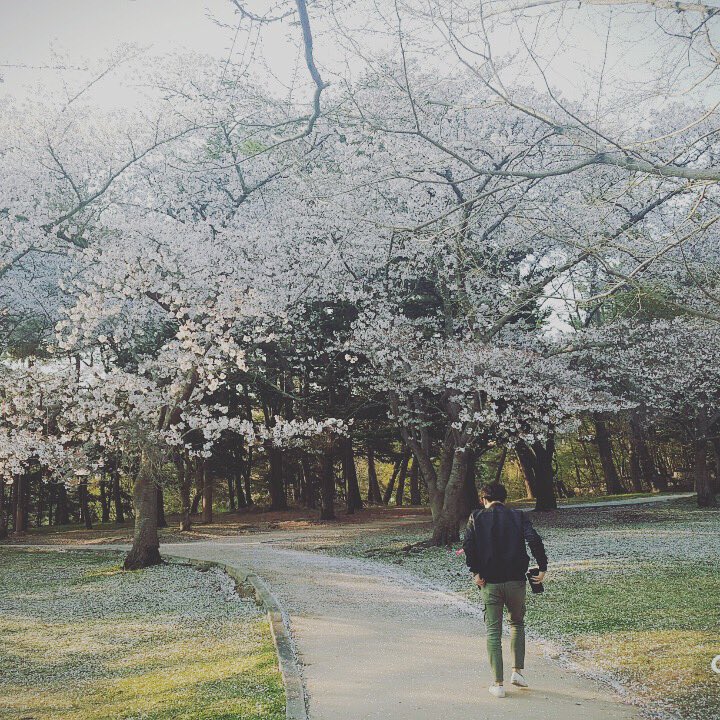 벚꽃 엔딩 마리아나 봄이 로페즈 봄바람 노래는 흩날리는 Camo_onelove