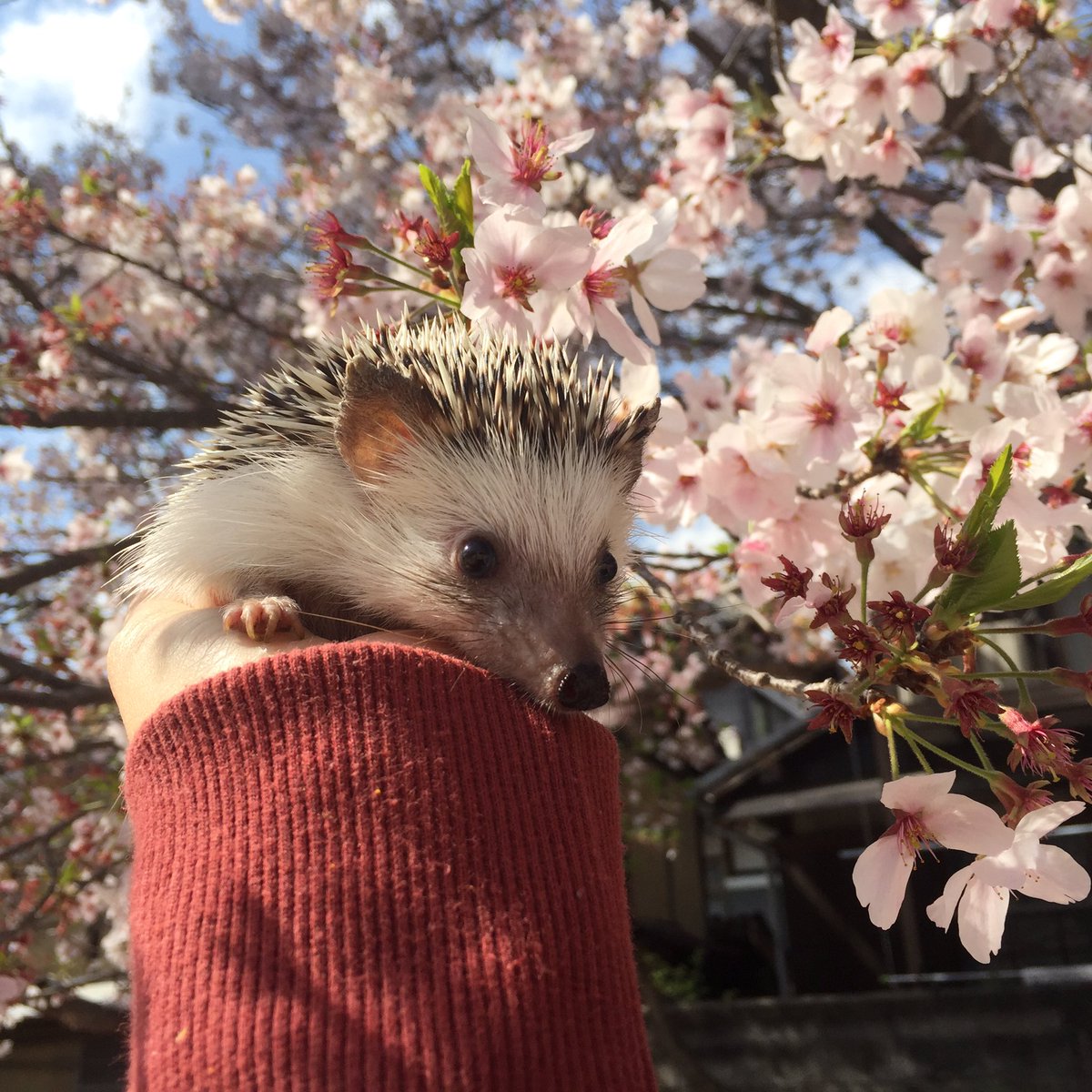 やっとこさ念願のお花見に来れました🌸松太郎は桜吹雪にフシュりながらも、良い写真を撮らせてくれました♡それにしても、風に散 やっとこさ念願のお花見に来れました🌸松太郎は桜吹雪にフシュりながらも、良い写真を撮らせてくれました♡それにしても、風に散