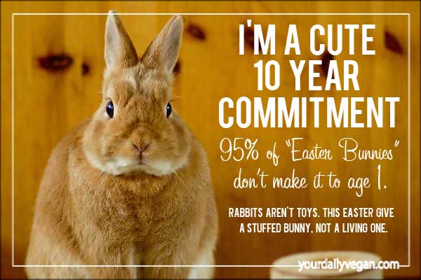 RT @Animals1st: Rabbits are a 10+ year commitment they are not a toy or an Easter gift! ???????? https://t.co/wKZ34nXa0P