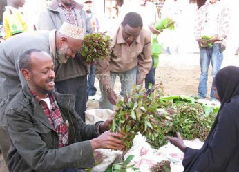 DNA test finds Meru miraa not same as others grown globally