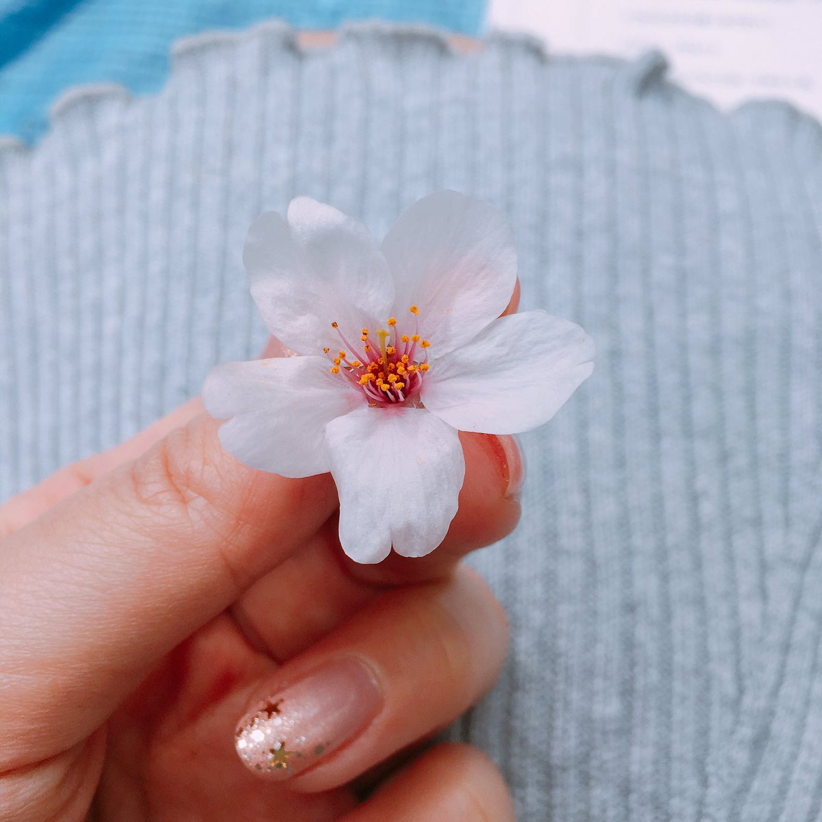 鳥が落としてった桜(*`・ω・´)ノby西 #洲崎西 鳥が落としてった桜(*`・ω・´)ノby西 #洲崎西
