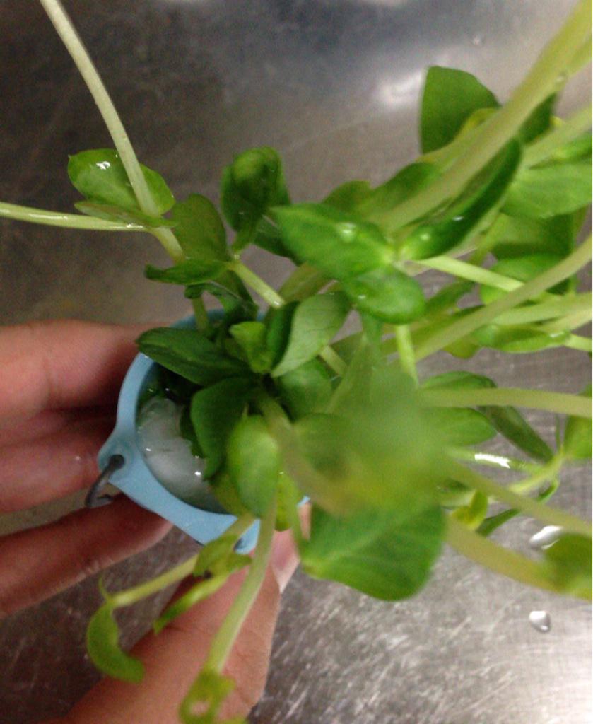文鳥 In 菜差しに豆苗を入れる時に 豆苗を固定するために中にキッチンペーパーを詰めています こうすると 文鳥が豆苗をグイグイやっても耐えられるので便利 でもしばらくすると 何故かキッチンペーパーを引っ張って取り出してしまう なんでだ