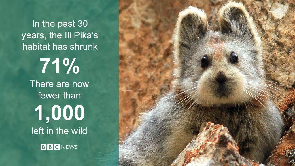 China’s “magic bunny&quot;. the endangered ili pika by @bbcworld - scoopnest.com