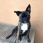 #PiperPetMonth