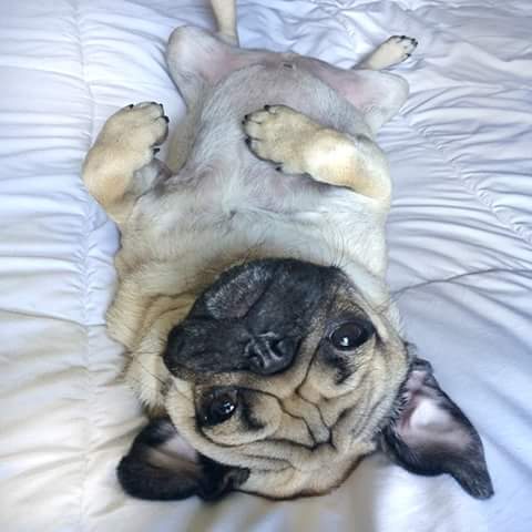 RT @MisterBroRo: This is my dog Doug The Pug! ???? We can't wait for Lady Gaga's & #MissAsiaKinney's dog line to be out! @ladygaga http://t.co…