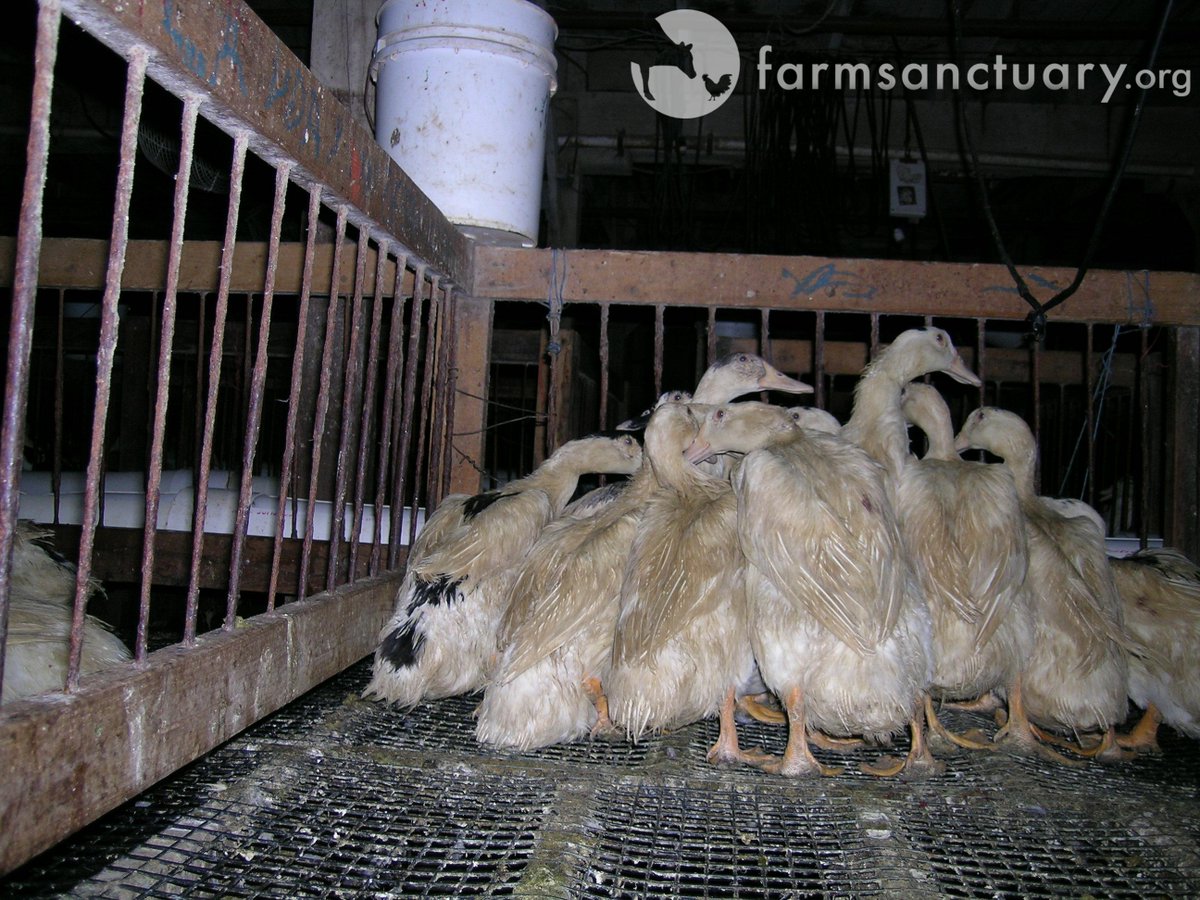 RT @ALDF: Does this look humane @KNX1070? Ban #foiegras! Listen to @ALDF live: http://t.co/fJwkMBMbpH http://t.co/lV4K4ysMMG