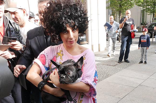 RT @billboard: Lady Gaga's newest venture is 4-legged friendly: a new line of pet products! http://t.co/X5bhHtkUhu http://t.co/rPufibRYLC
