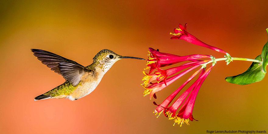 National Audubon Society Inc.