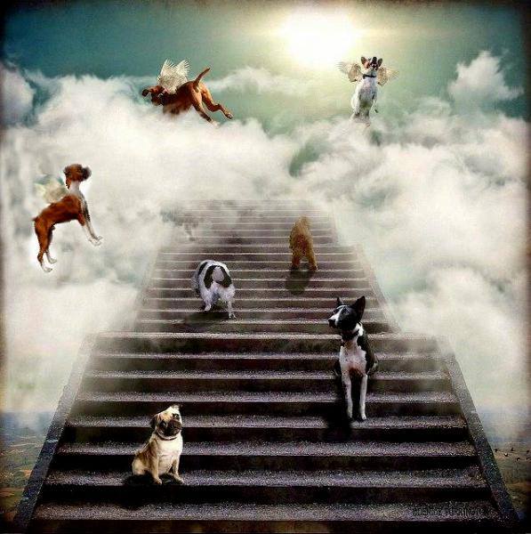 RT @annamoor1995: In loving memory of all the cats & dogs who lost their lives 4 a festival based on greed.  #RIP  #Stopboknal4ever https:/…