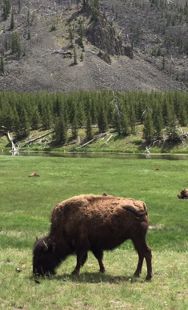 #GreatWideOpen @YellowstoneNPS http://t.co/8XhUH7jOMk