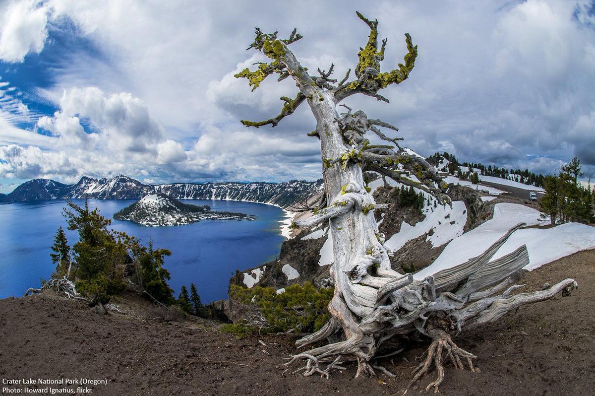 RT @Wilderness: Can scientists save a dying tree species at @CraterLakeNPS? http://t.co/TstMrpn7bp http://t.co/8wwPRhbcgN