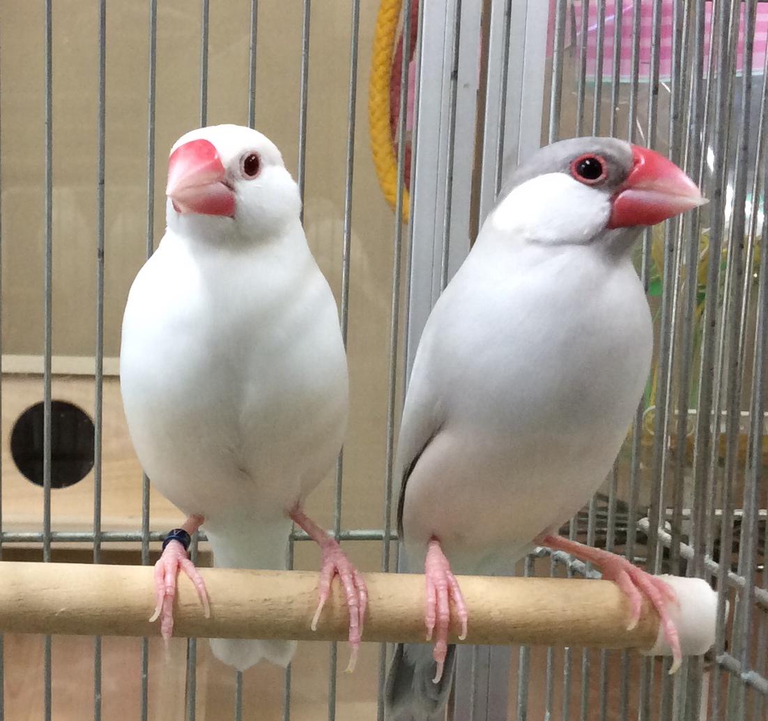 文鳥 In 岩田鳥獣店サイトに シルバー文鳥さん入荷のお知らせ載せました 仲良しさんです